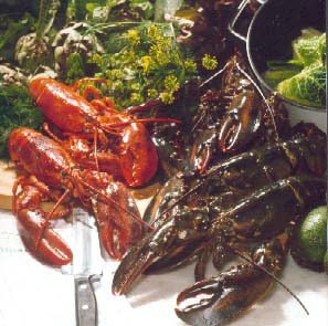 Hummerskole – kogemetoden